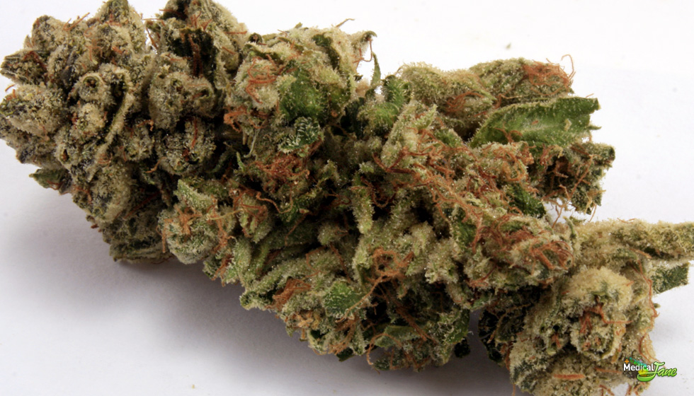White Fire Marijuana Strain (Review)