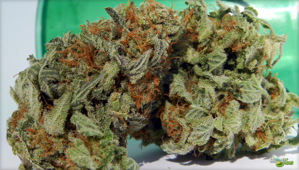 Lemon Diesel Marijuana Strain (Review)