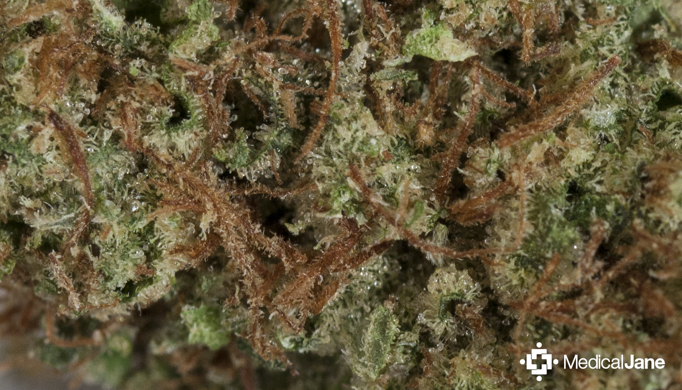 Pine OG HD Gallery Image 1