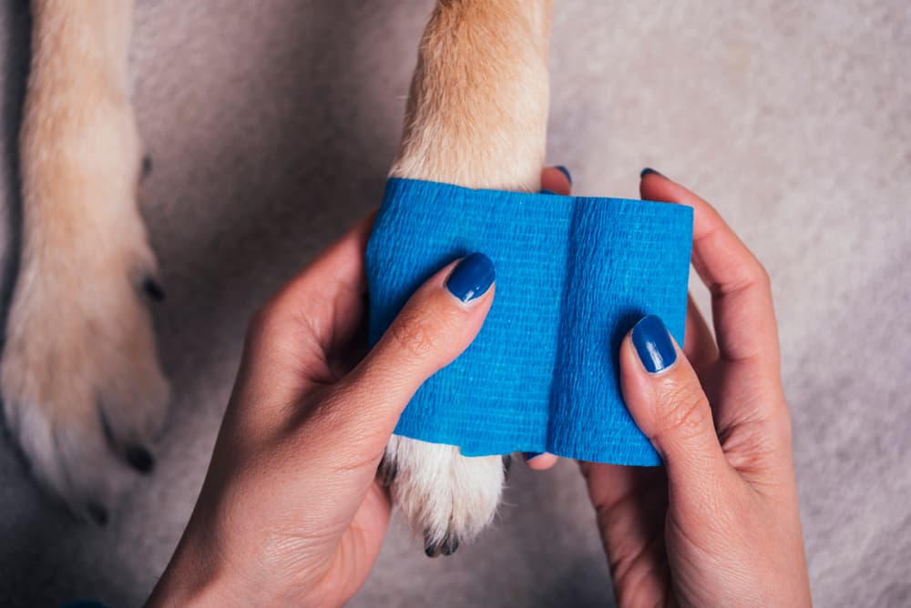Dog First Aid Kit 16 MustHaves Great Pet Care
