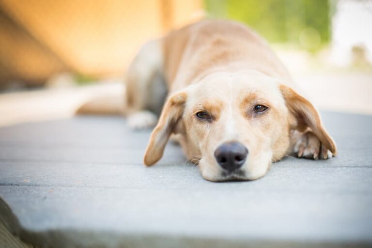 Nutritional Yeast for Dogs Benefits and Uses Great Pet Care
