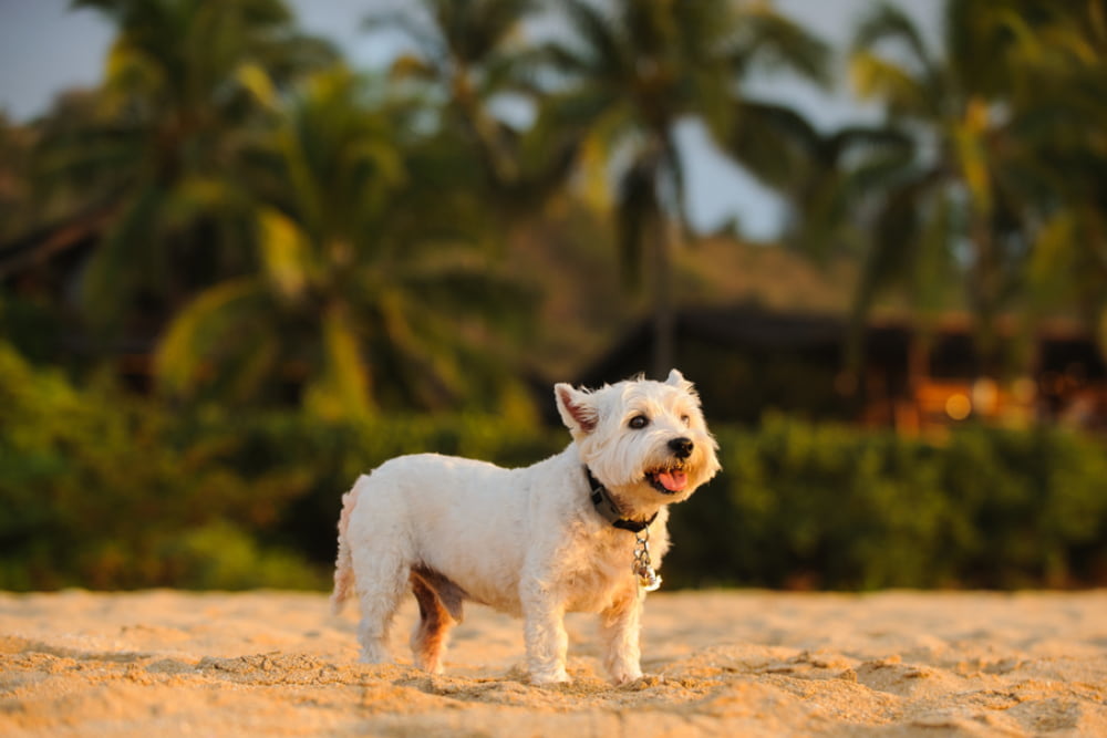 36 Hawaiian Dog Names Inspired By Island Life Great Pet Care