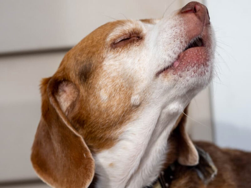 Crying for Help Why Dogs Bark When You Leave The