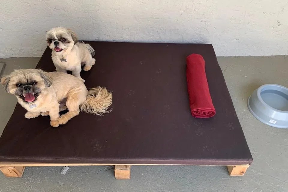 MiAu DayCare realiza evento gratuito para pets no Jardim Botânico