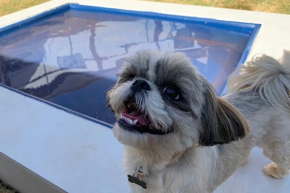 MiAu DayCare realiza evento gratuito para pets no Jardim Botânico