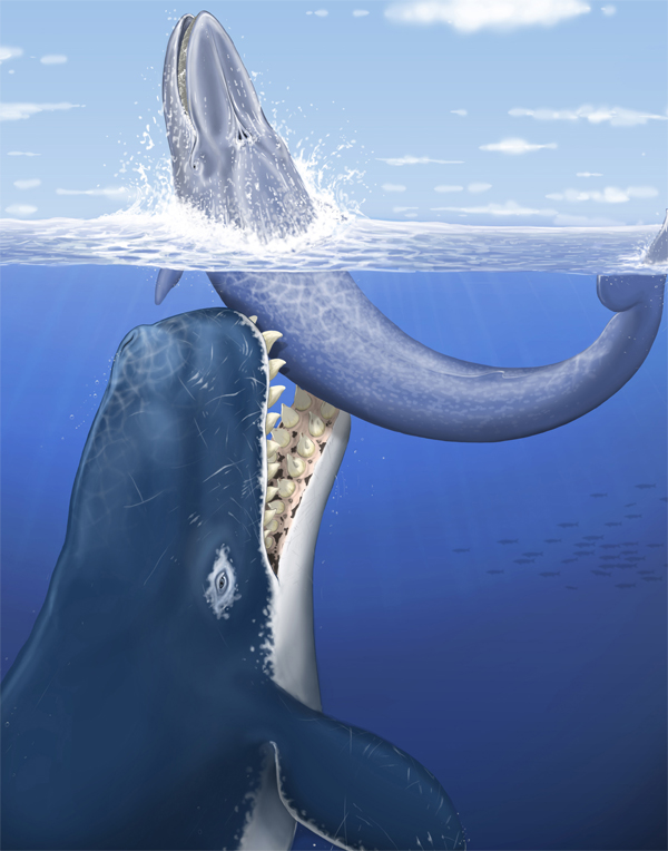 Leviathan The Whale That Killed Whales Neatorama