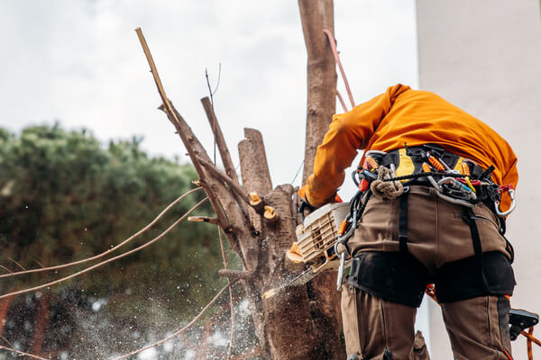 Det är inte alltid man får ta ner träd på den egna tomten