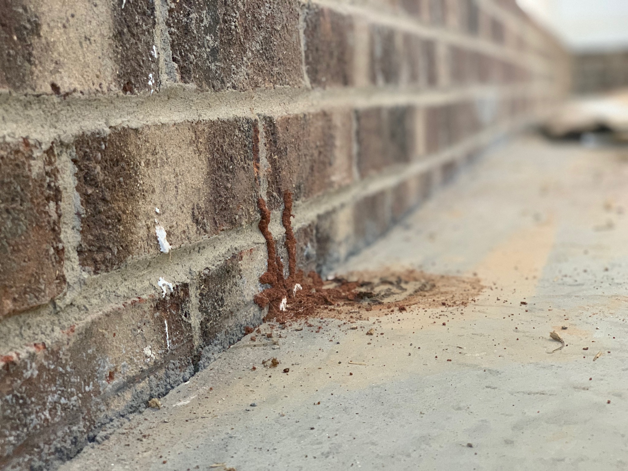 What is a Termite Bond? PestGuard Solutions Greenville SC