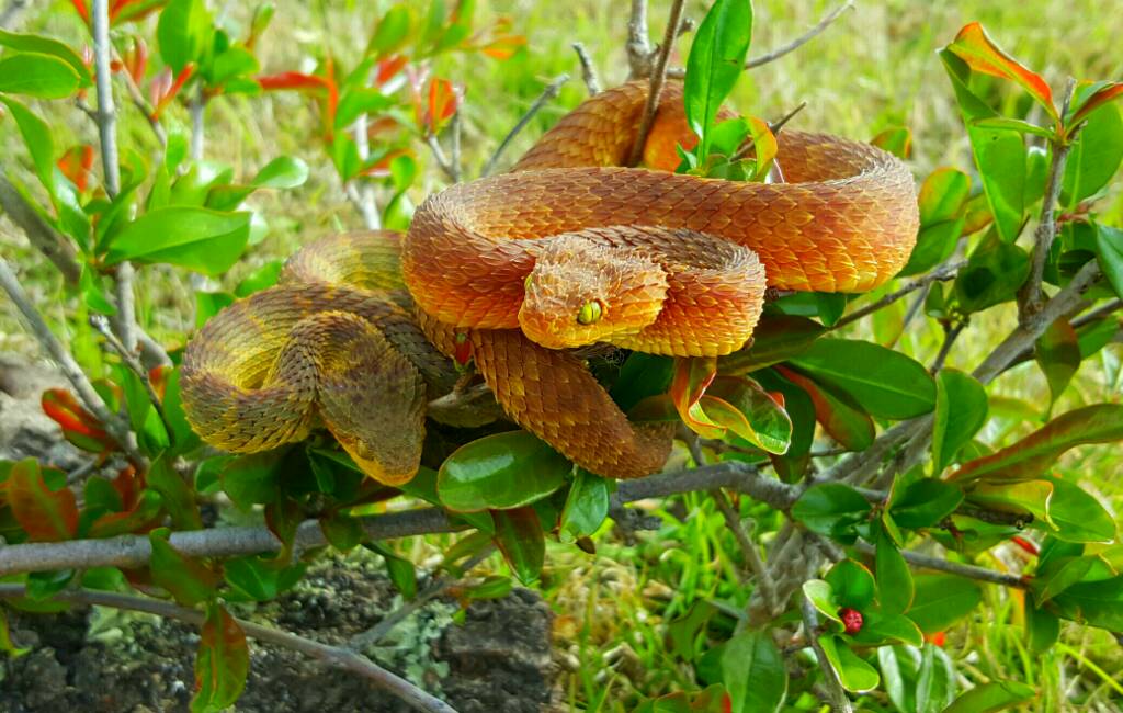 **Variable Bush Viper Pair** FaunaClassifieds