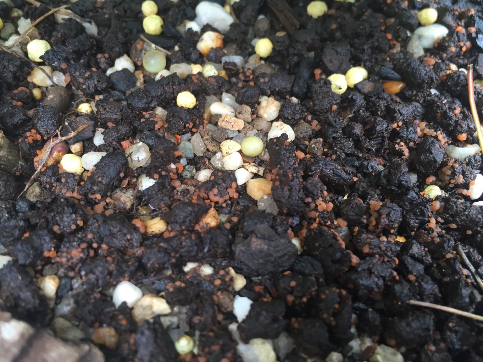 AusBonsai View topic Orange eggs? On fertilizer..