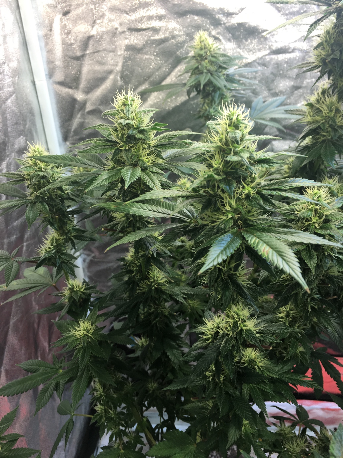 Small buds at week 5 flower!!Help Grasscity Forums The 1 Marijuana