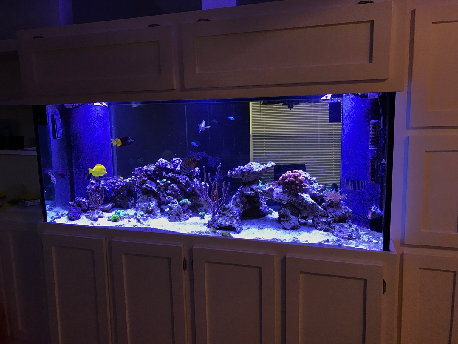 My automated auto top off and auto water change system using the Apex