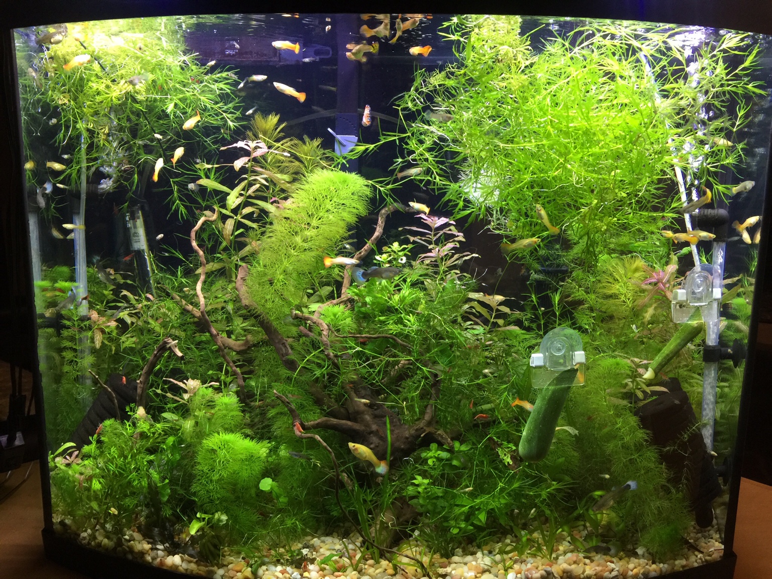 Easy Low Light Plants For A Low Tech 60 Gallon Aquarium Plants Page