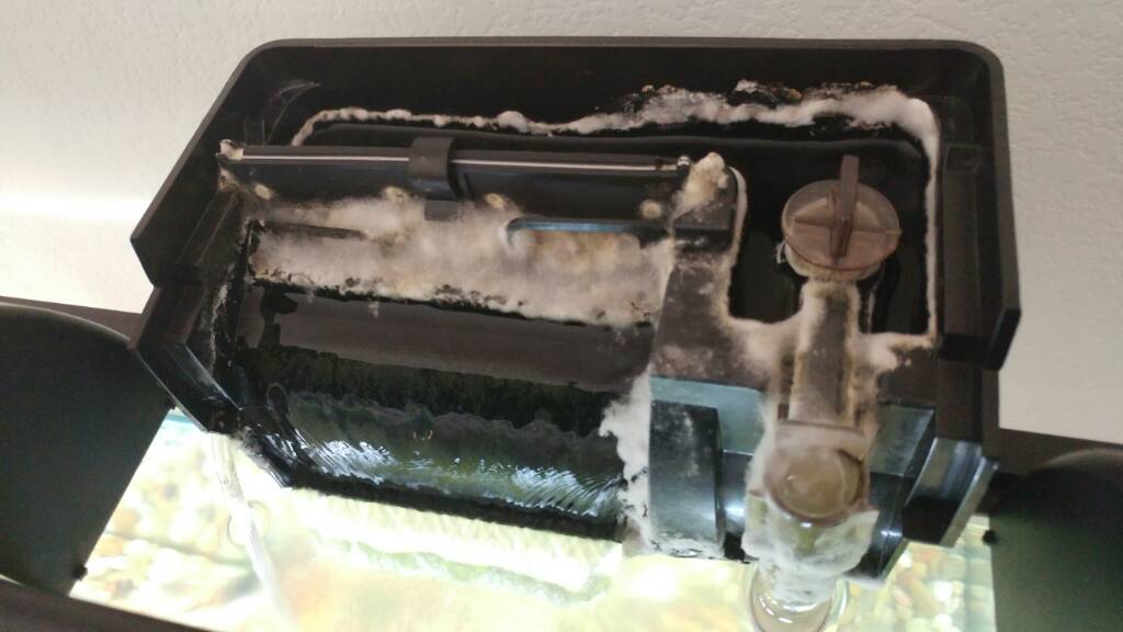 Weird White Mold Stuff In Filter?? Freshwater Beginners 273690