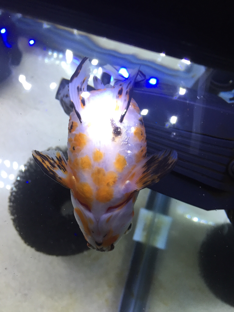 Pineconing Fish ( Site for Goldfish Keepers