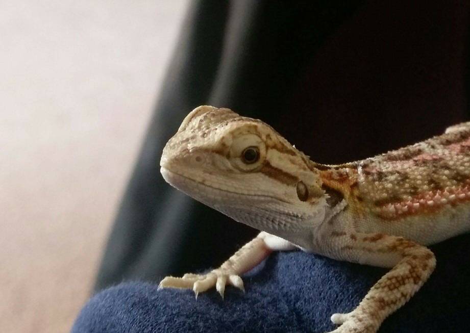 Genders Bearded Dragon Forum