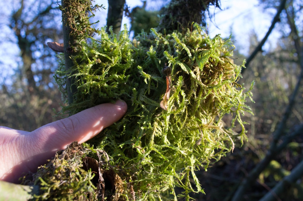 Venus Flytrap Soil Blends Water Quality, Growing Media and Planting Containers