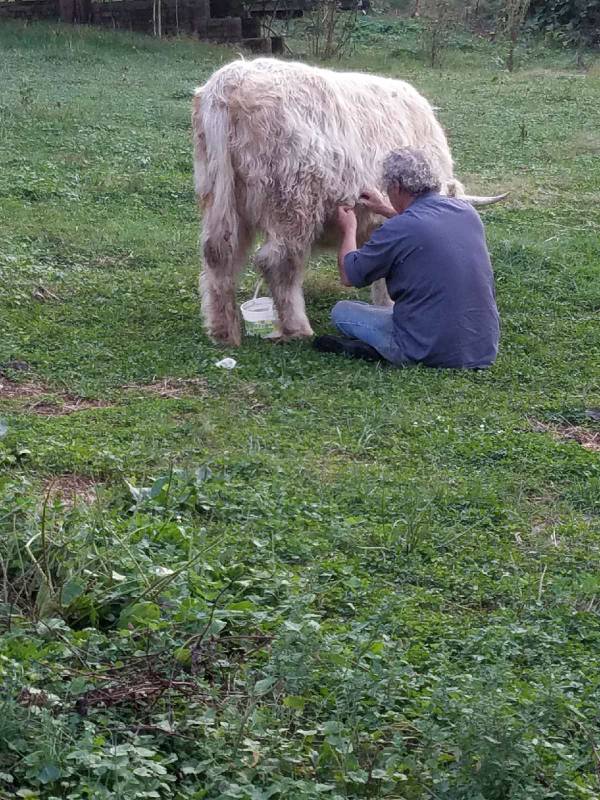 Milking Scotish Highland cattle Keeping A Family Cow