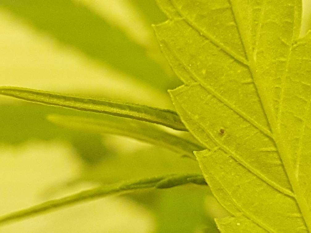 help please... SPIDER MITES? Page 3 Pests and Diseases Cannabis