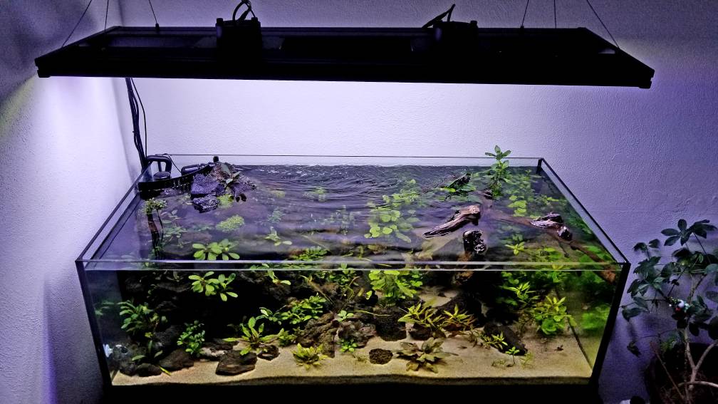 Looking for camera with good optics to monitor aquarium IP Cam Talk