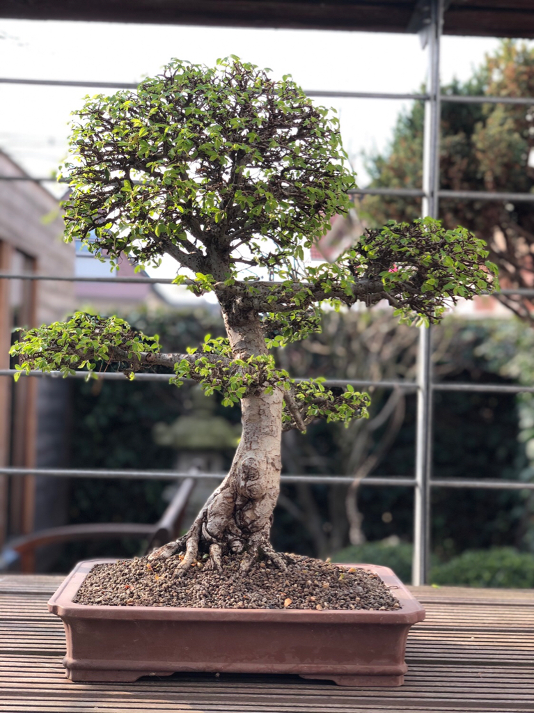 Chinesische Ulme - Www.bonsai-Fachforum.de
