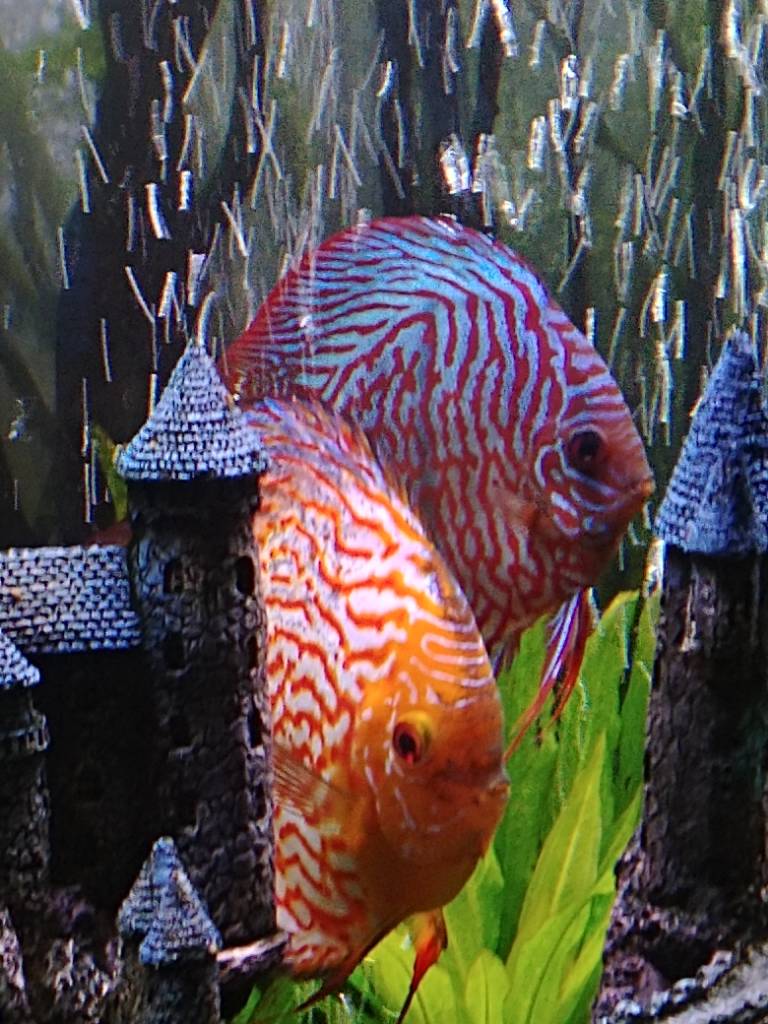 Do Discus Need Blackwater? Tropical Fish Forums