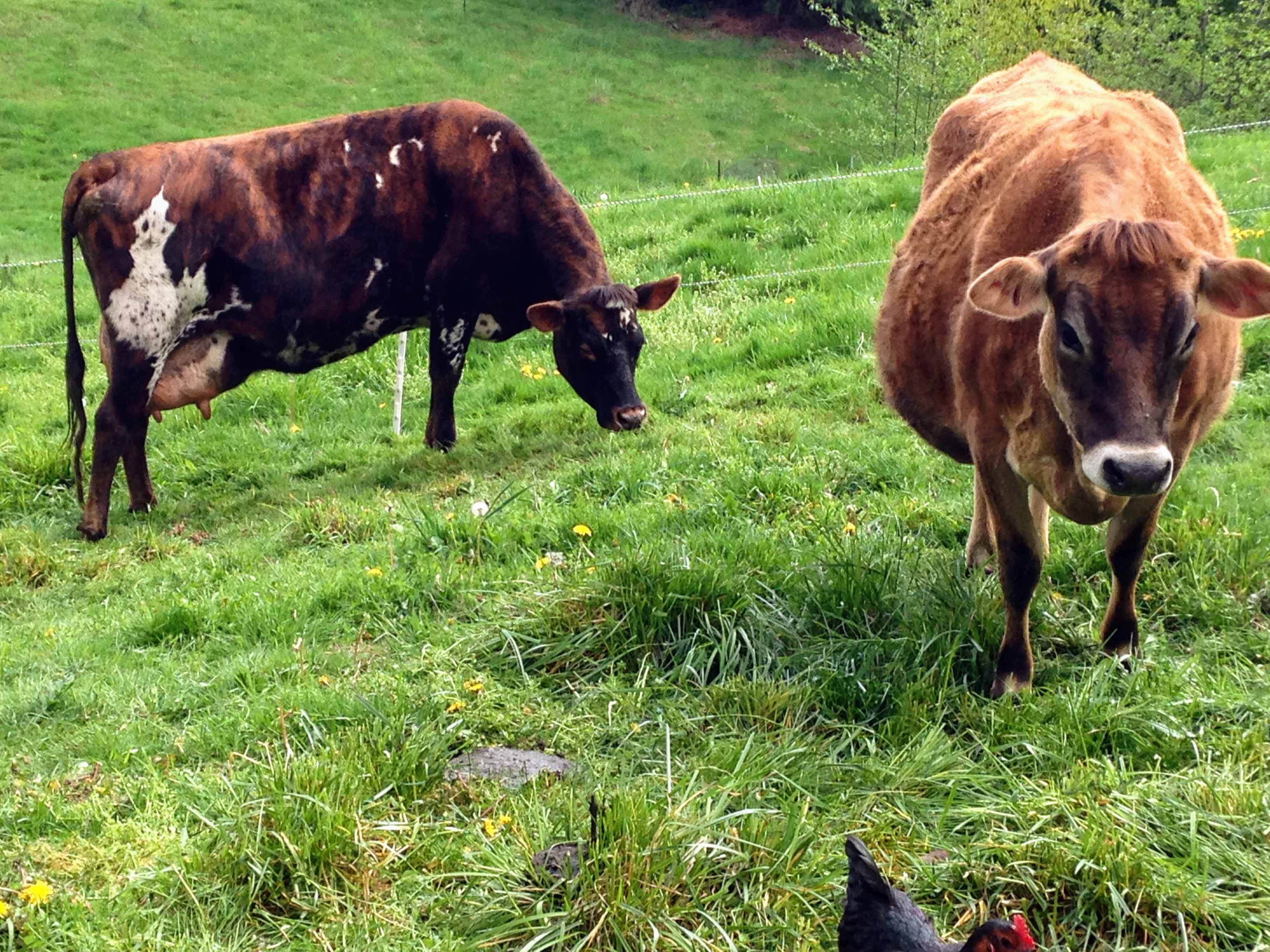 Normande bull picks Keeping A Family Cow