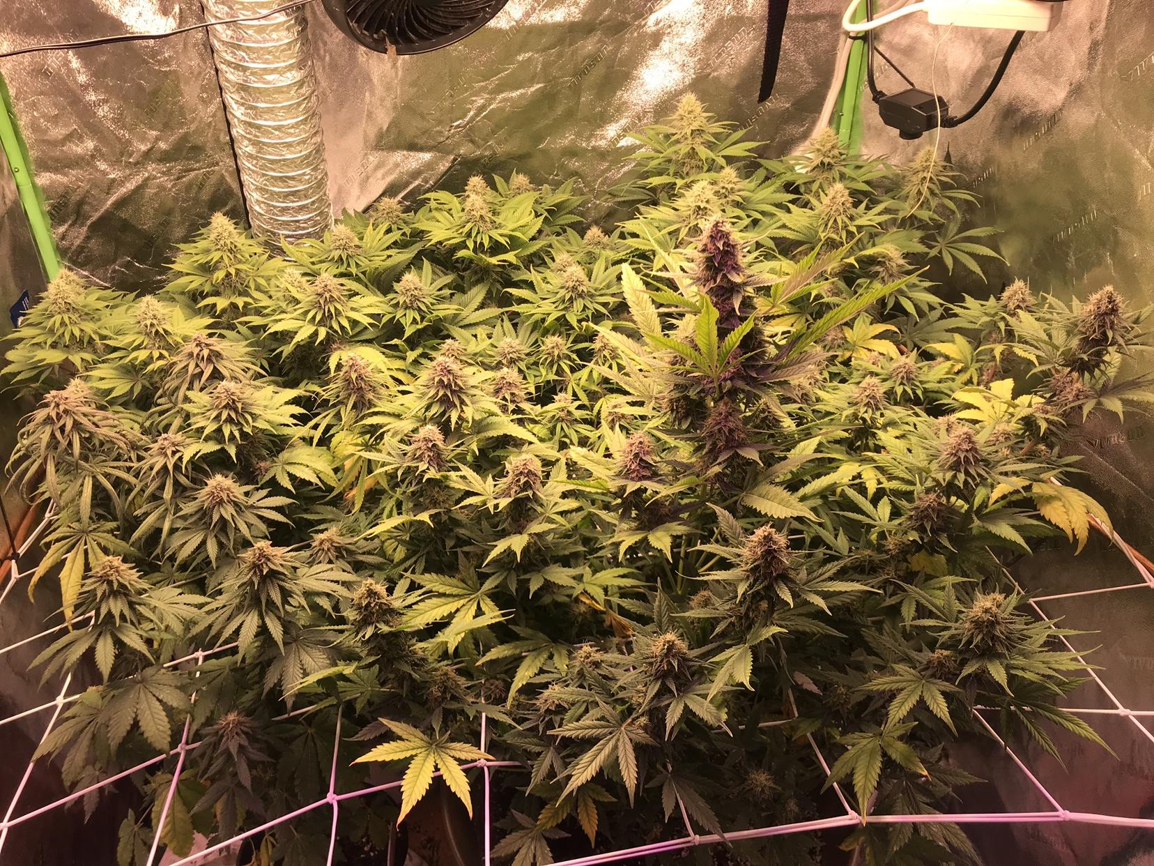 Sick plant week 5 flower Grasscity Forums The 1 Marijuana