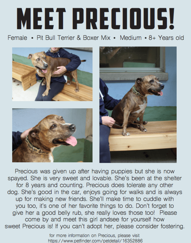 Randolph Animal Pound Promotion and Pictures of Available Pets TAPinto