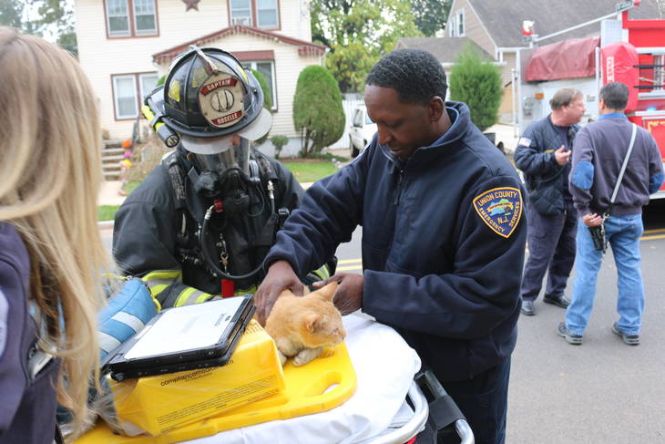 Firemen Search to Save Pets in Roselle House Fire TAPinto