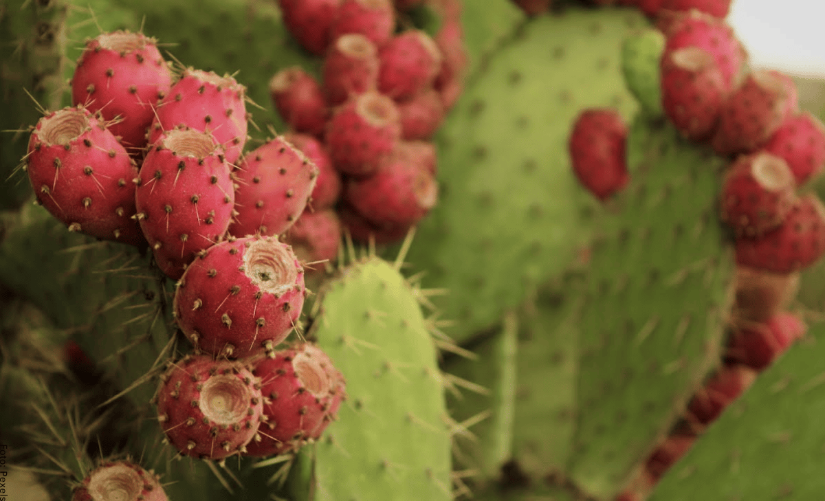 Fruto del cactus, ¡aprovecha todas sus propiedades! Vibra