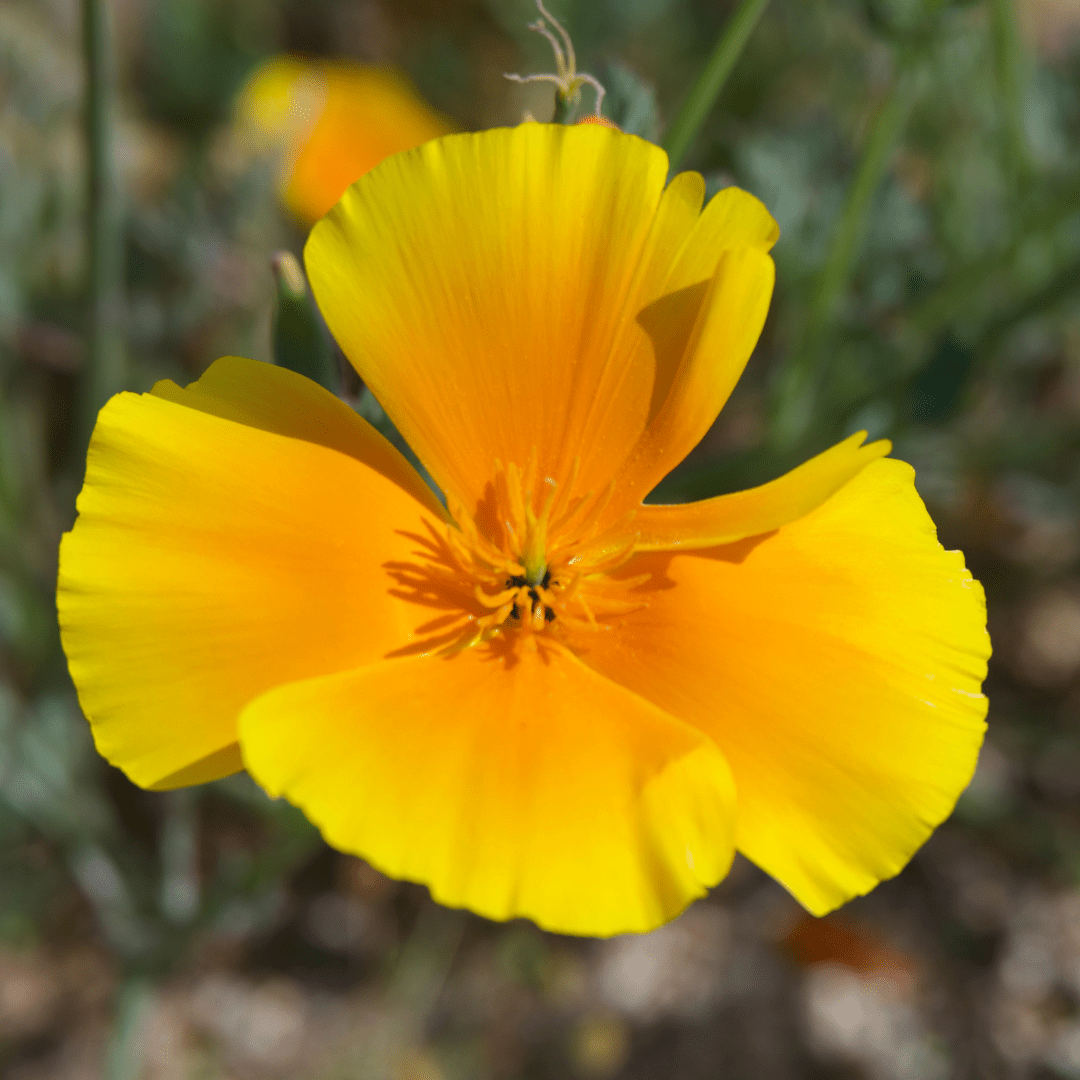 links Discover Wildrose College