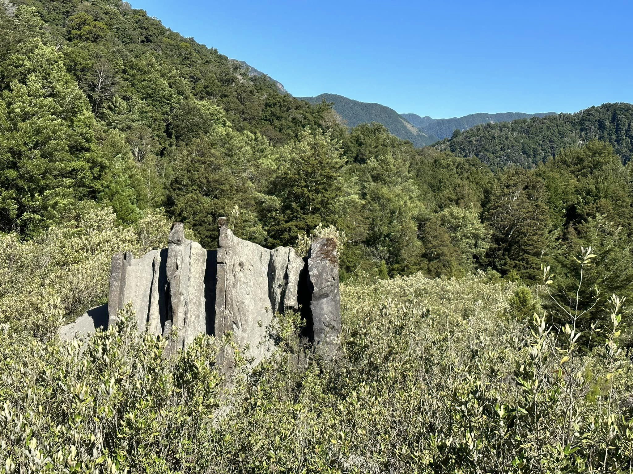 Johnson Creek Track, Tasman Trails Photo Gallery Wild Things