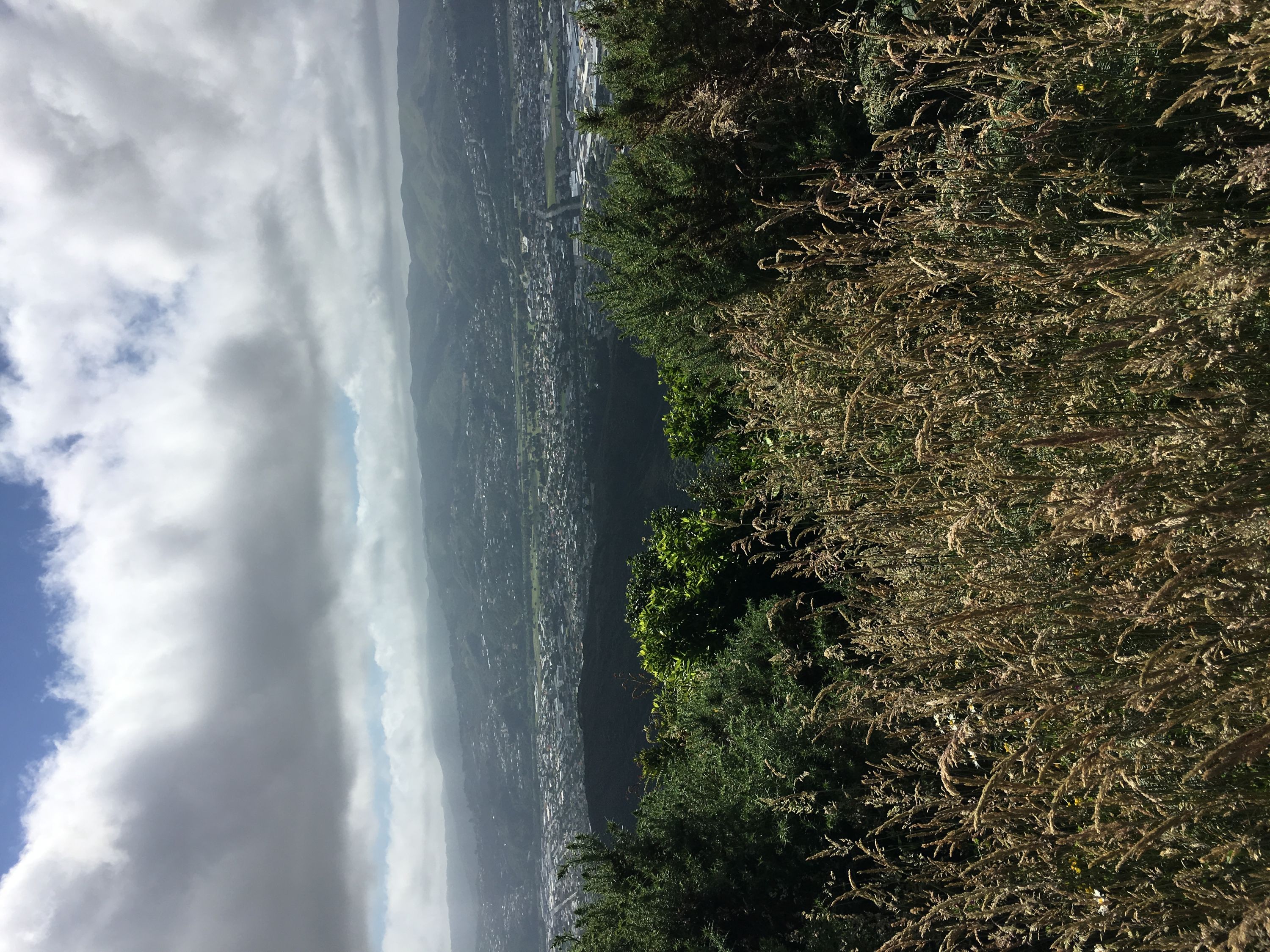 Te Whiti Firebreak Calf Burn, Wellington Trails Photo Gallery Wild
