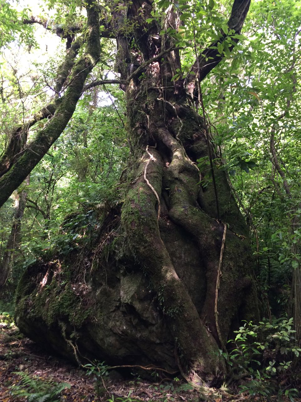 Heaven's Gate, Canterbury Trails Photo Gallery Wild Things
