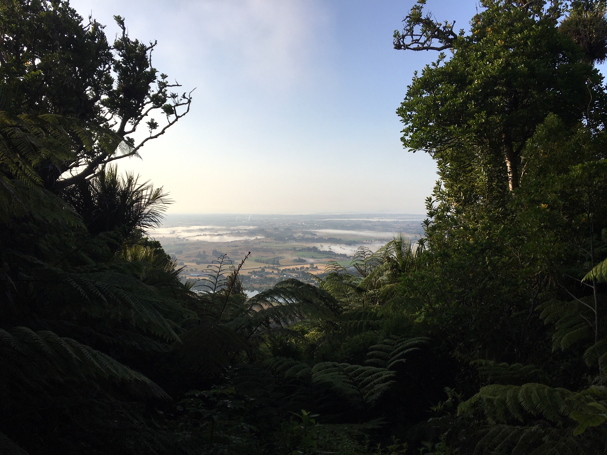 Hakarimata, Brownlee Ave Loop., Waikato Trails Photo Gallery Wild