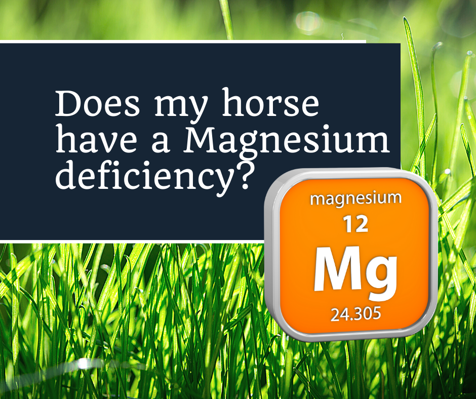 Does my horse have a magnesium deficiency? Upon a Horse