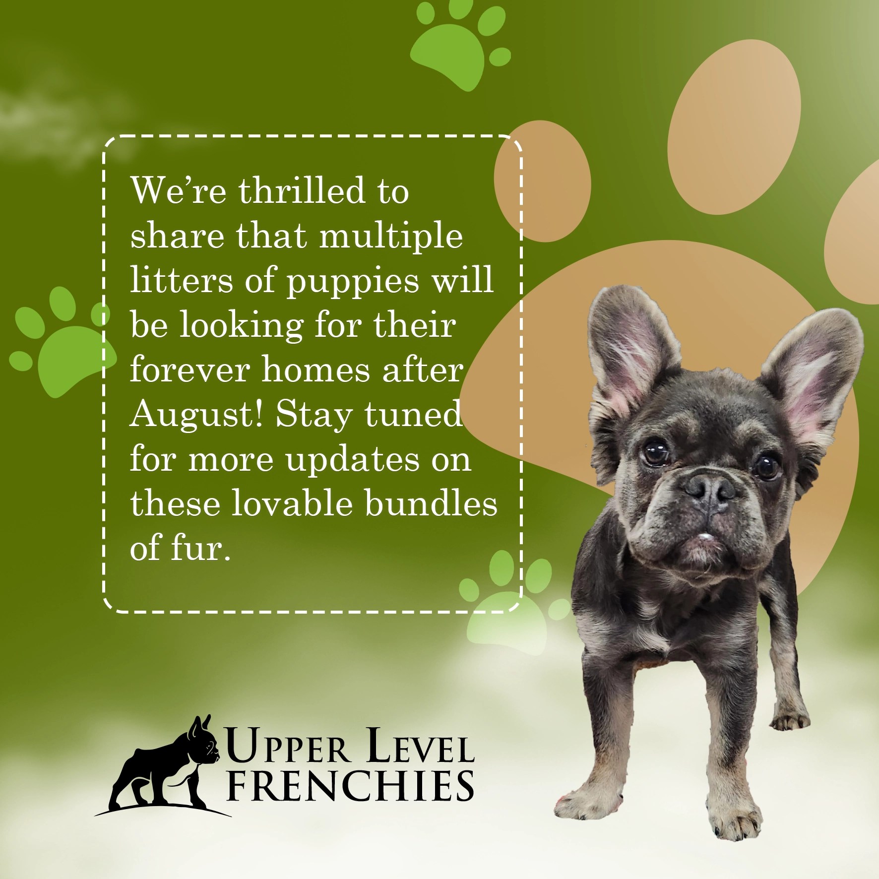 » Available Puppies