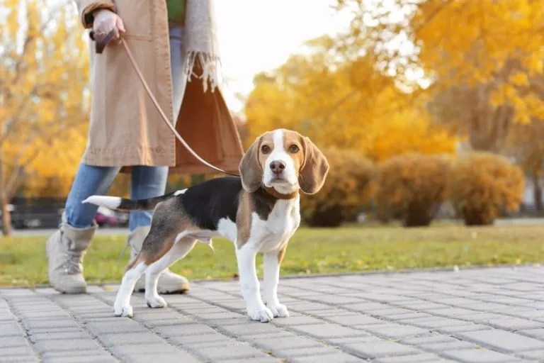 Discover the Perfect Beagle Weight Chart From Puppies to Adults!