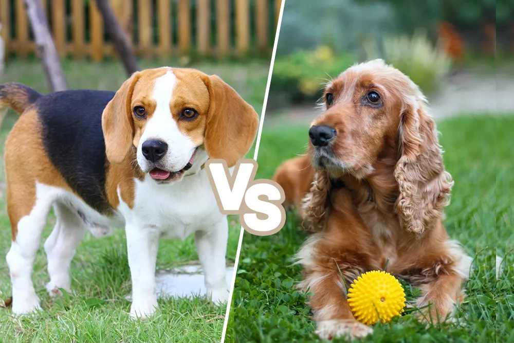 Beagle vs Cocker Spaniel An InDepth Comparison Guide