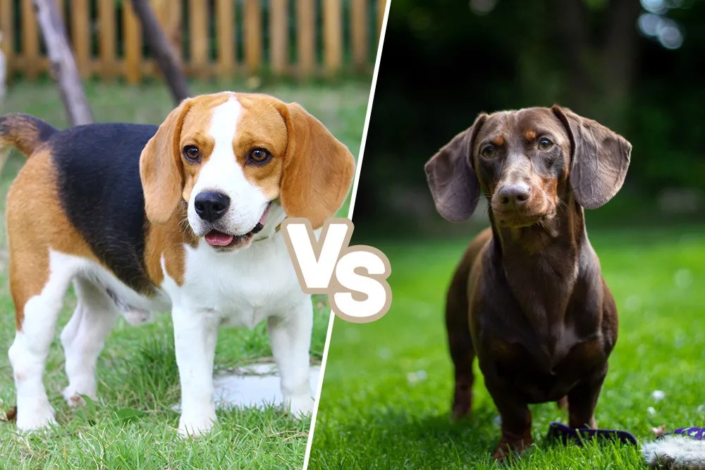 Beagle vs. Dachshund Which Is the Better Fit For You?