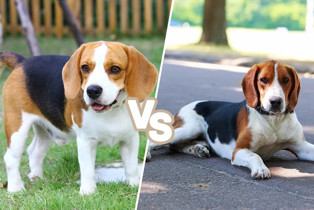Beagle vs Foxhound Which Dog Is Right For You?