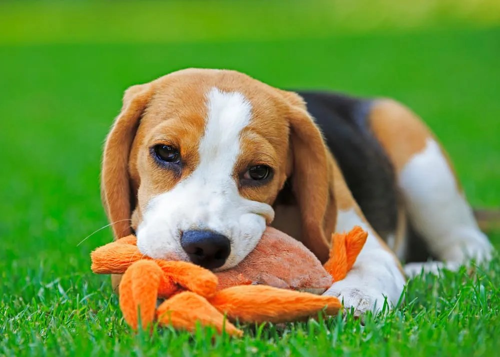 Why Do Beagles Bark So Much? The Upper Pawside