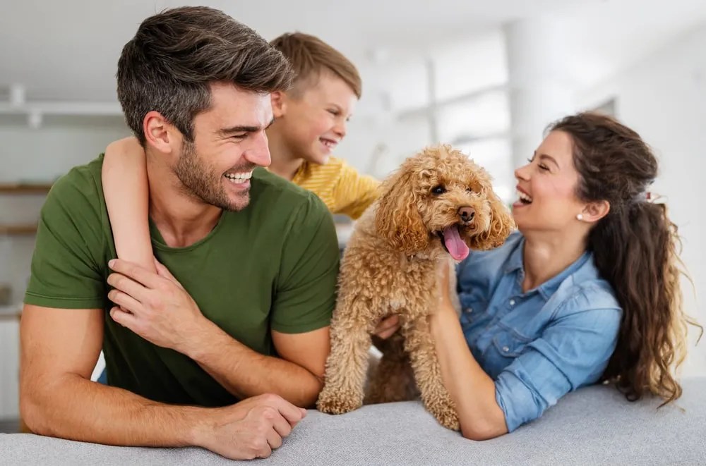 Top Dog Insurance Companies Buying Guide 2022 Edition