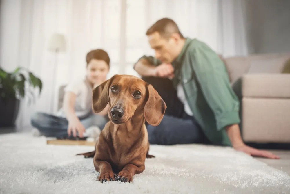 Top Dog Insurance Companies Buying Guide 2022 Edition
