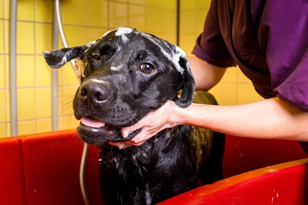 How Often Should You Bathe a Labrador? The Upper Pawside