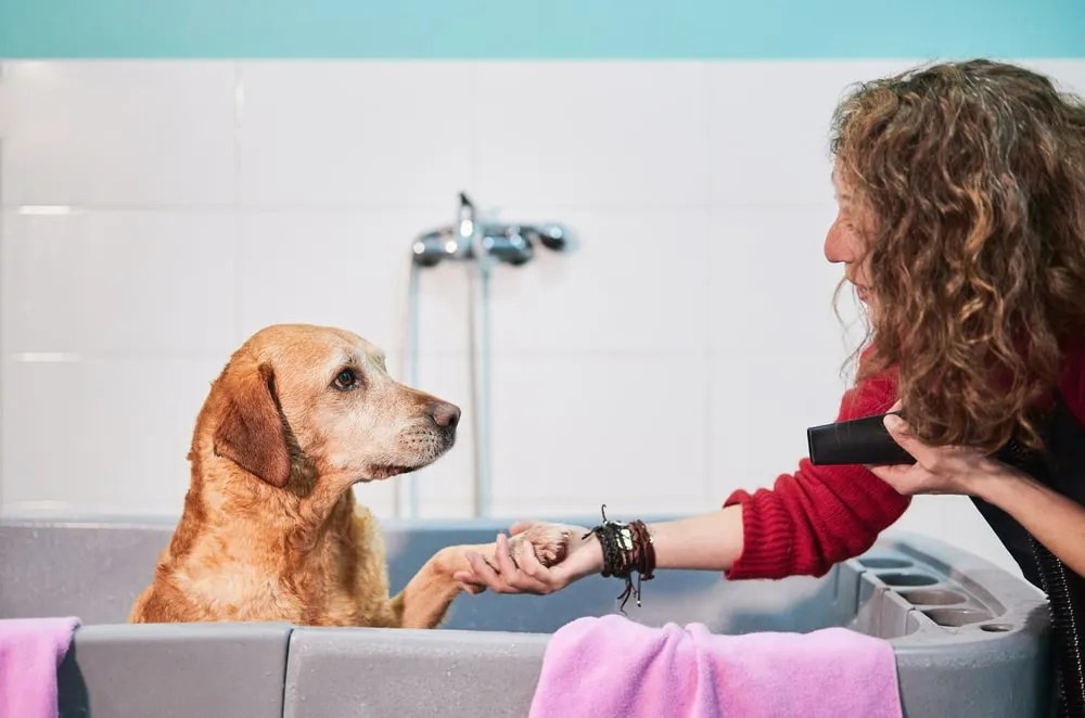 How Often Should You Bathe a Labrador? The Upper Pawside