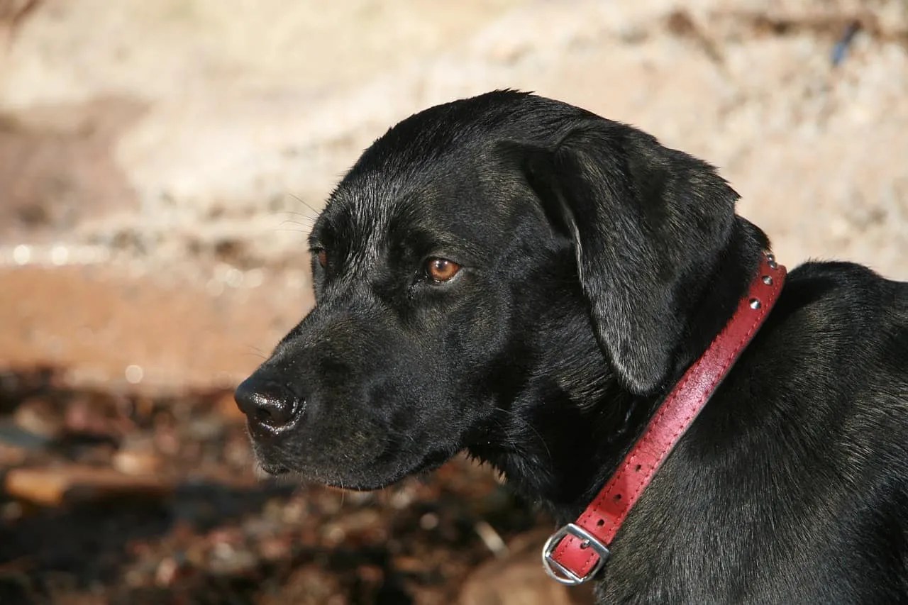 Purebred Labs How to Identify Them Easily (5 Easy Ways) 2023