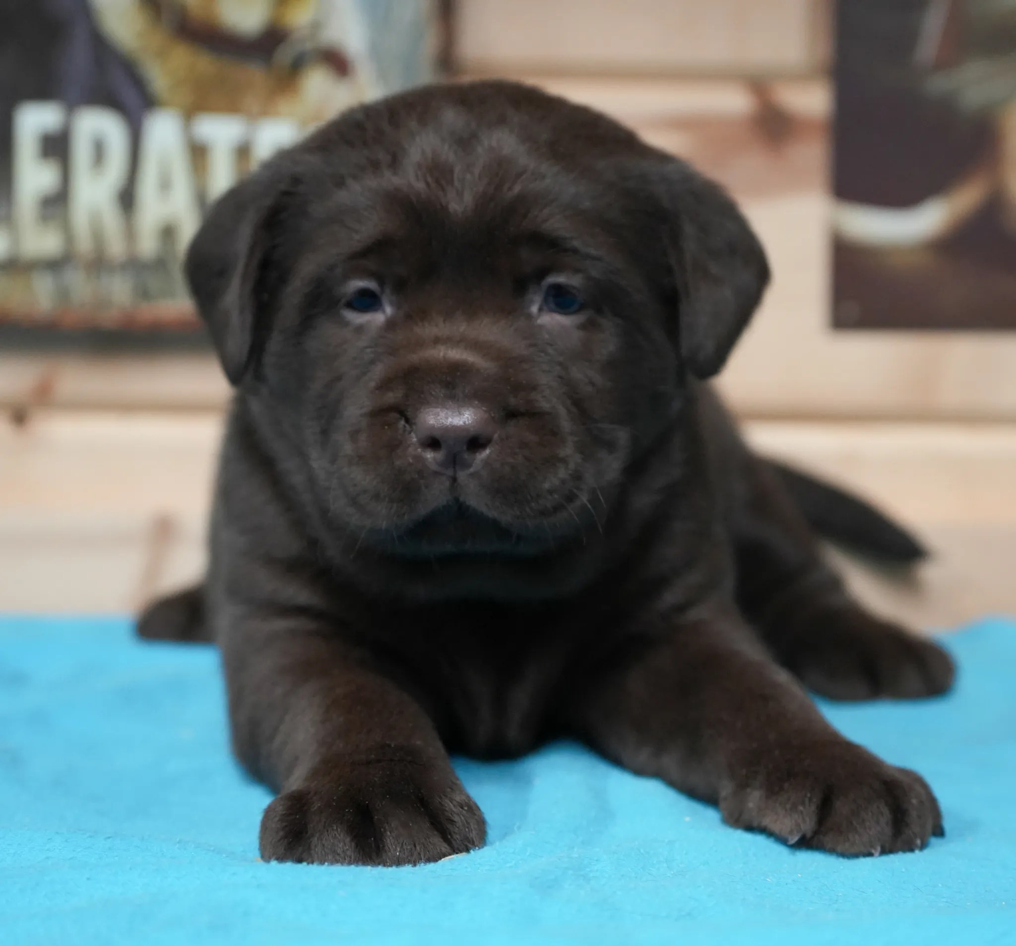 5+ Best Labrador Breeders in Minnesota (MN) 2024