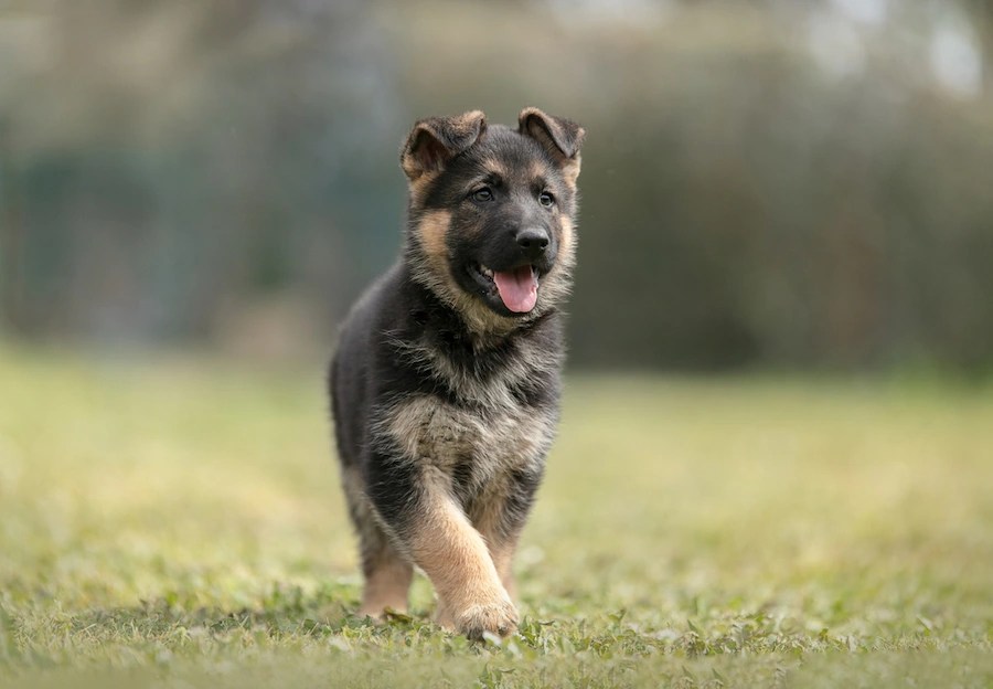 Top 7 German Shepherd Breeders in South Dakota
